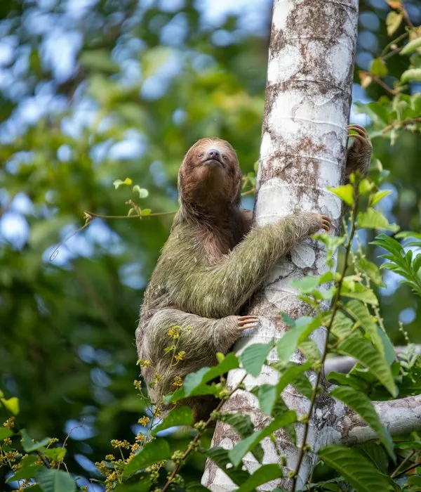 Sloth climbing a tree in the rainforest